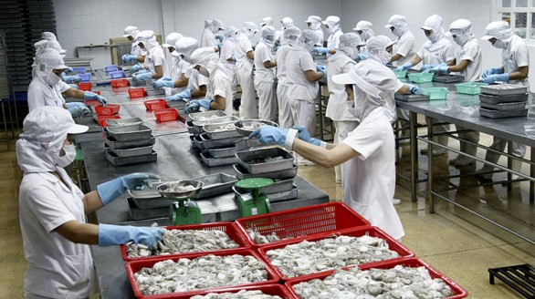 Xuất khẩu mực, bạch tuộc sang thị trường Mỹ tăng vọt
