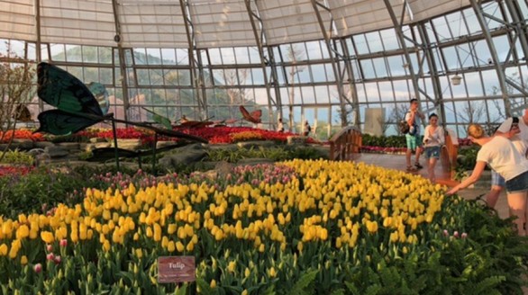 Ra mắt lễ hội hoa Tulip lớn nhất Việt Nam tại Vinpearl Nha Trang