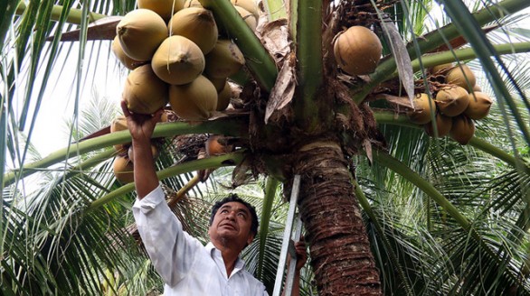 Kiếm hàng trăm triệu đồng từ trồng dừa, trồng sen