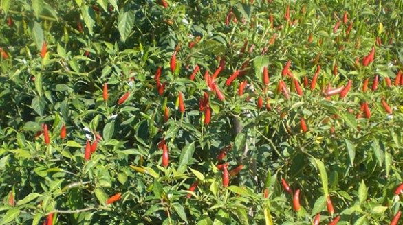 Thu về gần 200 triệu/ha từ cây ớt cay
