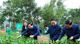 Chè Thái Nguyên không chỉ để uống, mà còn để làm du lịch