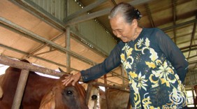 Cụ bà 80 tuổi khởi nghiệp thành công từ nuôi bò sạch