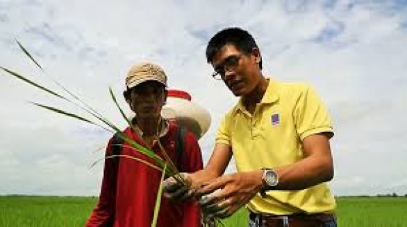 Thêm một mô hình trồng lúa cho lãi cao nhờ Đạm xanh N46.Plus Cà Mau