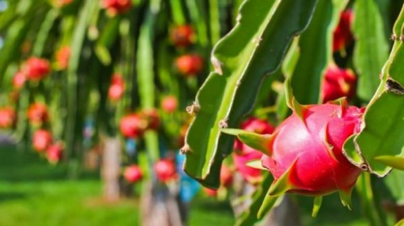 Xoài, thanh long, chôm chôm Việt Nam: Cơ hội vàng ở New Zealand