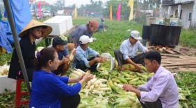 10.000 quả bắp phục vụ Ngày hội bắp nếp Quảng Nam