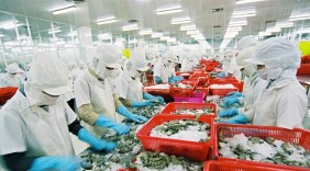 Rộng mở cơ hội xuất khẩu tôm tươi nguyên con sang Australia