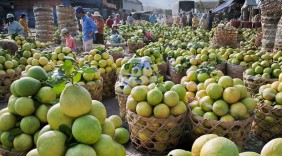 Đẩy mạnh xuất khẩu trái cây đặc sản