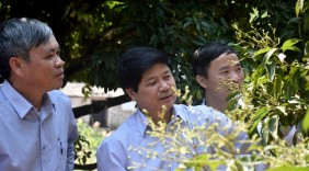 Xúc tiến thương mại vải thiều
