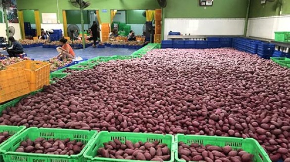 Chính thức xuất khẩu khoai lang Việt sang Thái Lan