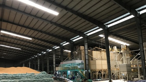 Việt Nam trúng thầu xuất khẩu gạo Japonica sang Hàn Quốc