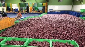 Chính thức xuất khẩu khoai lang Việt sang Thái Lan