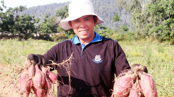 Thu hàng trăm triệu đồng từ trồng khoai lang đỏ