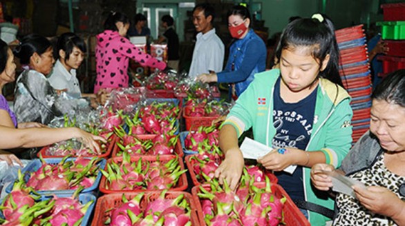 Cẩm nang xuất khẩu thanh long vào thị trường Trung Quốc