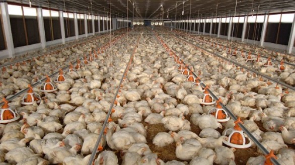 Hùng Nhơn: doanh nghiệp 11 năm xây dựng chuỗi liên kết xuất xuất gà sang Nhật