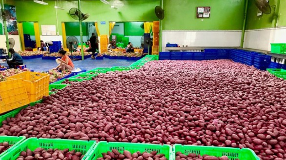 Hơn 100 tấn nông sản Việt đã xuất khẩu sang Thái Lan