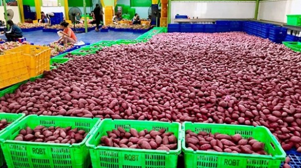 MM Mega Market Việt Nam đẩy mạnh xuất khẩu nông sản Việt sang Thái