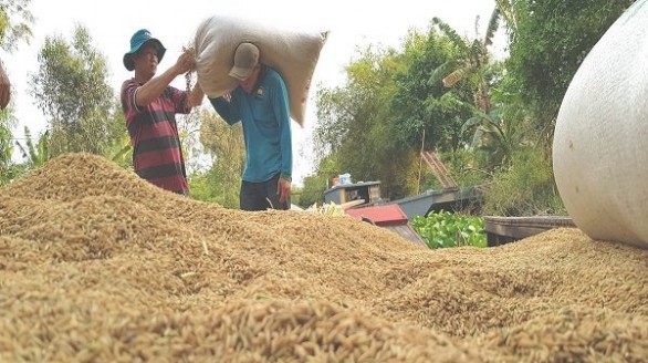 Thương hiệu gạo Việt Nam sẽ được bảo hộ quốc tế