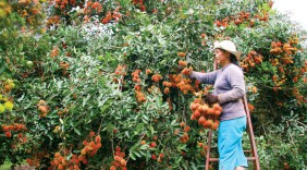 Trái cây Việt Nam từng bước thâm nhập thị trường thế giới