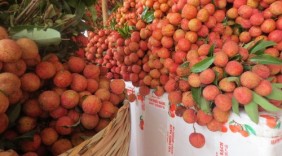 200 tấn vải thiều Việt sắp qua Thái Lan bằng đường hàng không