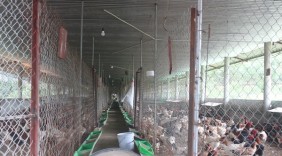 Kiếm tiền tỷ từ nuôi 5.000 gà Đông Tảo