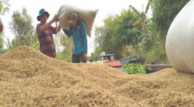 Thương hiệu gạo Việt Nam sẽ được bảo hộ quốc tế