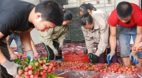Hơn 30 nước mua 87.000 tấn vải thiều của Việt Nam ​