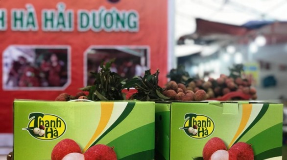 Phát triển thương hiệu vải thiều Thanh Hà
