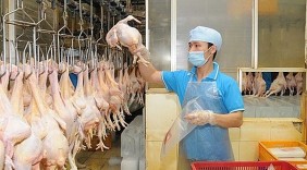 Xuất khẩu 600 tấn thịt gà chế biến sang Nhật Bản