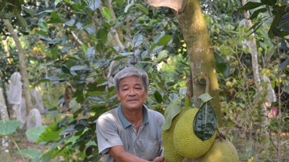 Lão nông trồng mít Thái thu 2 tỷ đồng mỗi năm