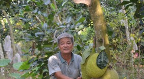 Lão nông trồng mít Thái thu 2 tỷ đồng mỗi năm