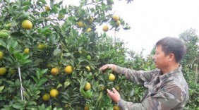 Sắp có Lễ hội cây ăn quả có múi và Hội chợ nông nghiệp tỉnh Hòa Bình