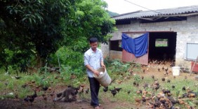 Thả gà trên rừng Chí Linh, mới 10 năm đã thành tỷ phú