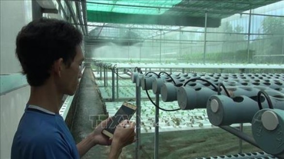 Khởi nghiệp từ trồng rau thủy canh bằng điện thoại thông minh