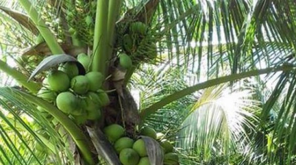 Thu nhập 30 triệu/tháng từ vườn cây dừa xiêm