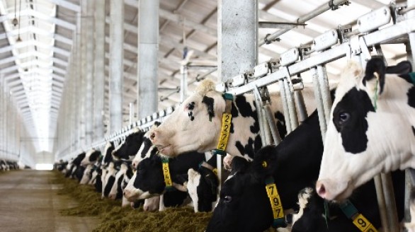 Việt Nam sẽ xuất khẩu sữa sang Trung Quốc từ 2019
