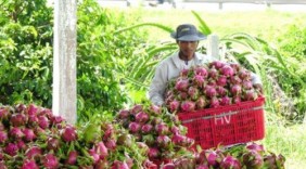 Thị trường bán lẻ Việt Nam: Tăng liên kết sẽ giảm trung gian