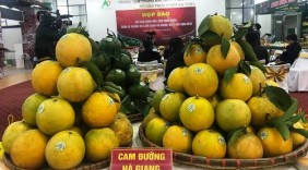 Sắp diễn ra Hội chợ quảng bá cam sành Hà Giang, quýt Bắc Kạn năm 2018 tại Hà Nội