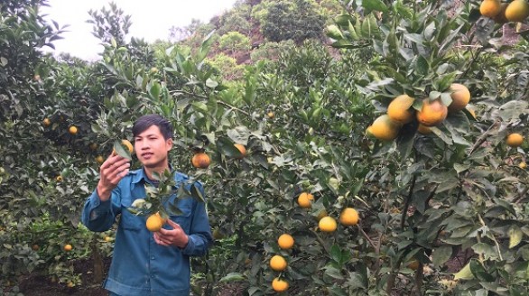 9X khởi nghiệp với nghề trồng cam Canh, thu nhập 600 triệu/năm
