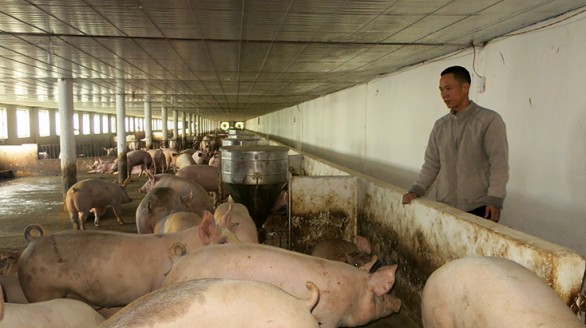 Lập nghiệp thành công nhờ nuôi lợn trong chuồng lạnh