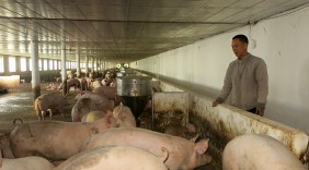 Lập nghiệp thành công nhờ nuôi lợn trong chuồng lạnh