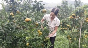 Làm giàu từ cây cam trên huyện đảo Vân Đồn