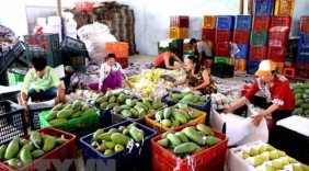 “Giấy thông hành” và câu chuyện xuất khẩu trái cây