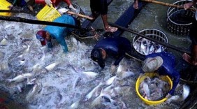Ngành hàng cá tra Việt Nam hướng tới phát triển bền vững