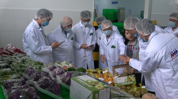 Xuất khẩu rau củ quả sang Singapore: Đầu tư chiều sâu vào phát triển bền vững
