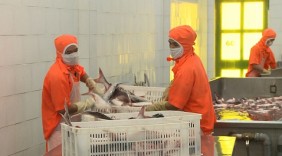 Triển vọng tăng xuất khẩu cá tra vào Trung Quốc