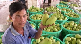 Liên kết, xuất khẩu bền vững trái cây Việt
