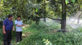 Tiền Giang mở rộng liên kết sản xuất trái cây đặc sản phục vụ xuất khẩu