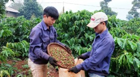 Nâng tầm thương hiệu cà phê Việt