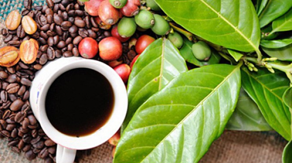 Xuất khẩu cà phê tháng 7 đạt mức giá cao nhất sau 8 tháng