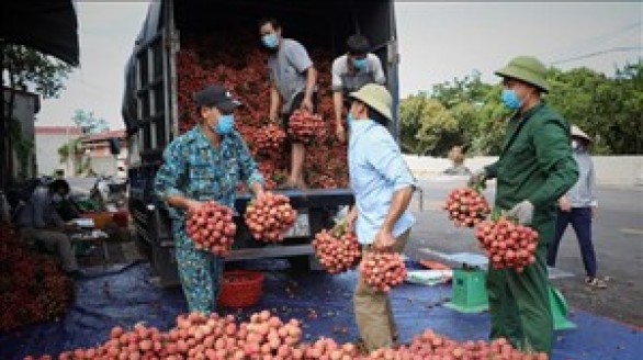 Thu hơn 6.800 tỷ đồng từ vải thiều, Bắc Giang 